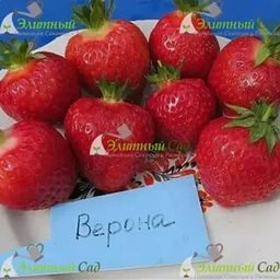 Цена за 4 шт. Земляника садовая Верона (Р9)