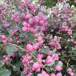 Снежноягодник доренбоза Мэджикал Свит С5