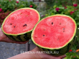 Арбуз Кубок Огня - Партнер фото 2