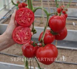 Томат Деметра - Партнер фото 7