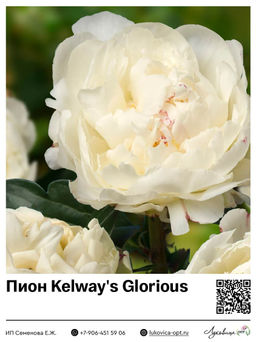 Пион Kelways Glorious