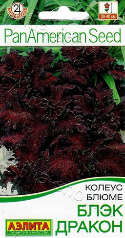 Колеус блюме Блэк дракон 5шт. (Аэлита)