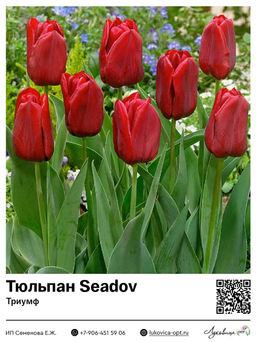 Тюльпан Seadov (Триумф)