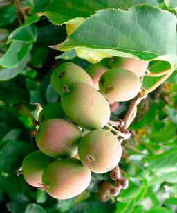 Актинидия аргута "Колбасиной" (жен) 1 год ЗКС тара 0,5л