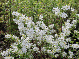 Экзохорда кистистая Blushing Pearl (Блашинг Перл) - Голландские луковицы фото 3