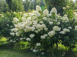 Гортензия метельчатая Фантом