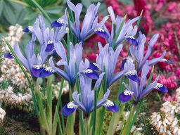 Ирис ретикулята Клеррет 5 шт