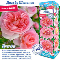 Роза Дам дэ Шенонсо (Флорибунда) 1шт