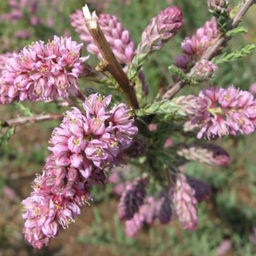 Мирикария 2 года ЗКС тара 2л высота 15-30см.