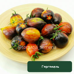 Гаргамель - Tomatia фото 2