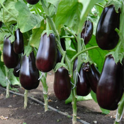 Баклажан Эпик F1