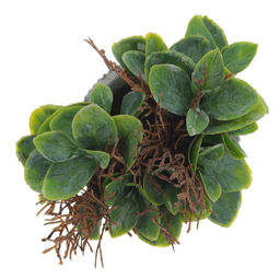 Цветочная композиция, L11 W11 H16 см, 2в. - Remeco фото 4