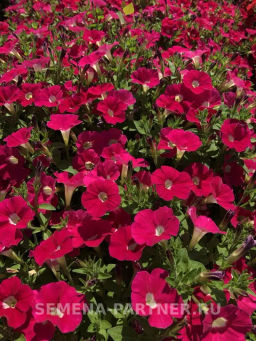 Петуния Лагуна Ирен каскадная розовая с глазком - Партнер фото 3