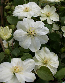 КЛЕМАТИС Мэри-Клэр Разбор I Кол-во упак., шт 2