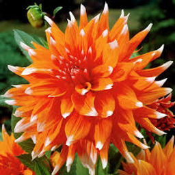 ГЕОРГИНА Колор Спектакль Разбор I Кол-во упак., шт 1