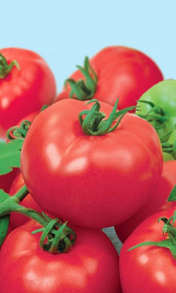 Томат ДЕБЮТАНТКА F1 Невероятно урожайный! Теневыносливый! До 12 кистей на растении!