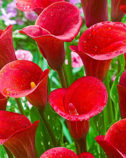 КАЛЛА Калифорния Рэд Разбор 12/14 Кол-во упак., шт 2