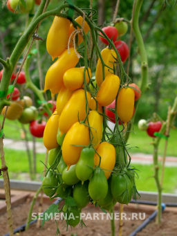 Томат Желтая Нежность - Партнер фото 3