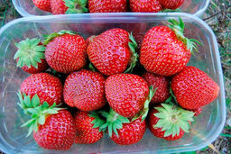 Клубника Мармелада