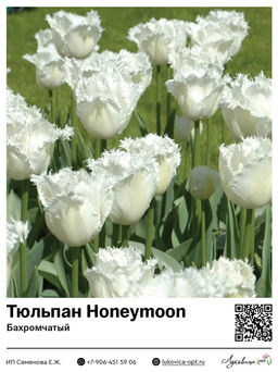 2a264587b30bbd0798cca1ebba95d4b93vujt32bq46lzmliw5