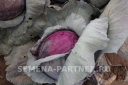 Капуста краснокочанная Бенефис - Партнер фото 3