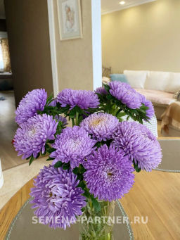 Астра китайская Лебединая Верность - Партнер фото 5