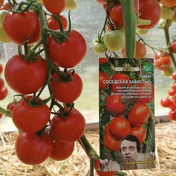 Томат СОСЕДСКАЯ ЗАВИСТЬ F1 Манит и ласкает взгляд изумительный каскад искристо-красных плодов! Соседям на зависть, а вам на радость! - Уральский дачник фото 4