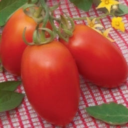 6246U Томат Рио Спринт F1 5шт