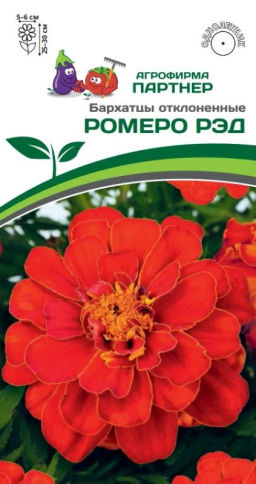 Бархатцы отклоненные Ромеро Рэд - Партнер фото 2