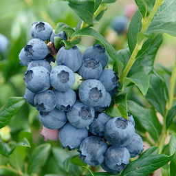 Голубика Хардиблю С5 3 года Голубика Хардиблю С5 3 года