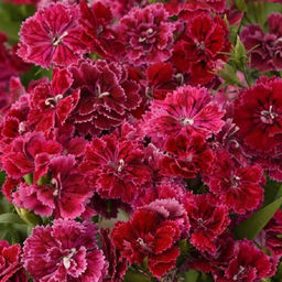 5231D Гвоздика гибридная махровая Династия Роуз Лейс 5шт