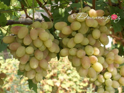 Виноград Юбилей Новочеркасска