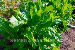 Щавель Широколистный - Партнер фото 6