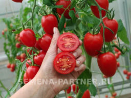 Томат Джур-Джур - Партнер фото 6