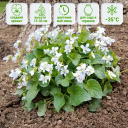 Фиалка мотыльковая белая