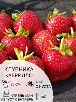 Клубника Кабрилло
