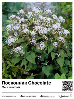 Посконник Chocolate (Морщинистый)