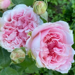 Роза Миранда (Английская) 1шт