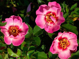 Роза Куин Бэбилон Айс