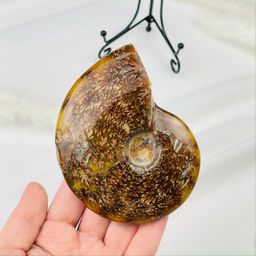 Аммонит на подставке - Радуга самоцветов фото 3