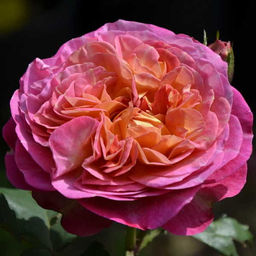 R450 САНТЕНЕР ДЕ ЛЕЙЛЕ