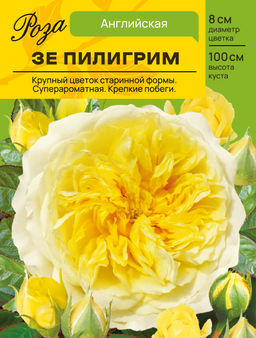 Роза Зе Пилигрим (Английская) С ЦВ.НАКЛЕЙКОЙ 1шт