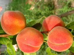 Персик Донецкий