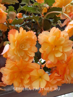 Бегония клубневидная ампельная махровая Голден Глори - Партнер фото 4