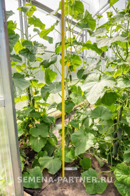 Огурец партенокарпический Хоббит - Партнер фото 3