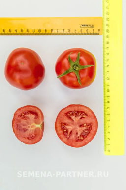 Томат Любаша - Партнер фото 4
