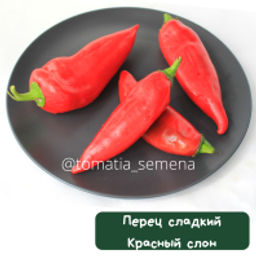 Перец Красный слон - Tomatia фото 2