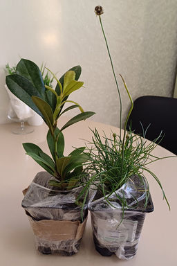 Рододендрон Хоппи