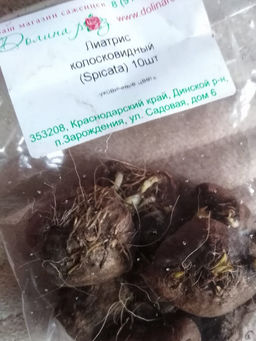 Лиатрис колосковидный (Spicata)