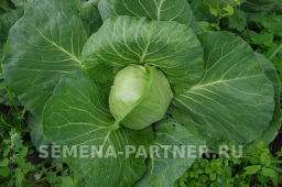 Капуста белокочанная ультраранняя Настя - Партнер фото 2